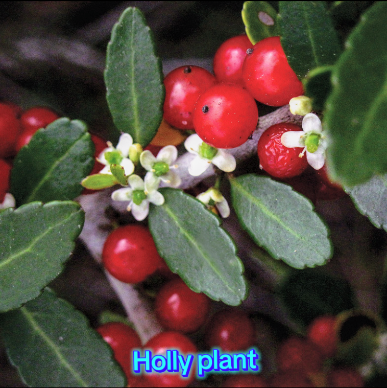 16oz FL Holly Honey
