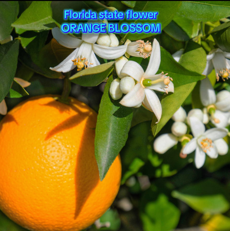 16oz Florida Honey