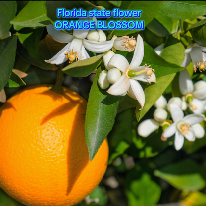 16oz Florida Honey